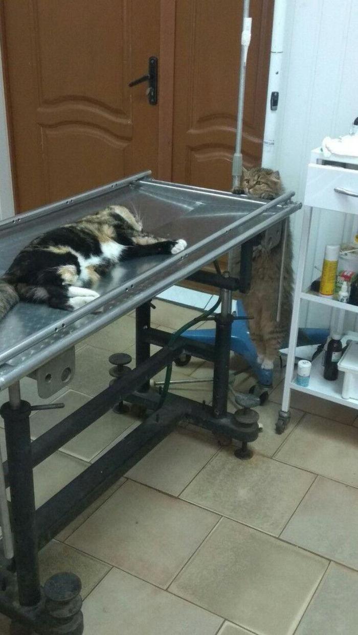 Кот, живущий в ветклинике, переживает за пациента