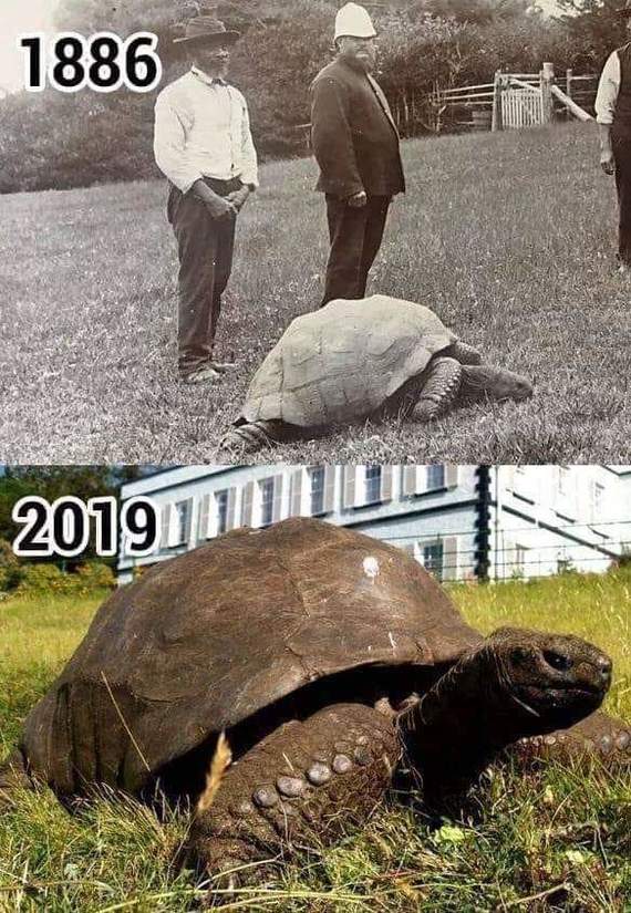 Черепаха Джонатан считается самым старым наземным животным в мире.