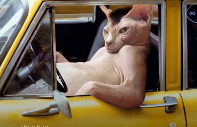Фотограф показал, как выглядели бы постеры популярных фильмов, если бы в них снимался его кот 