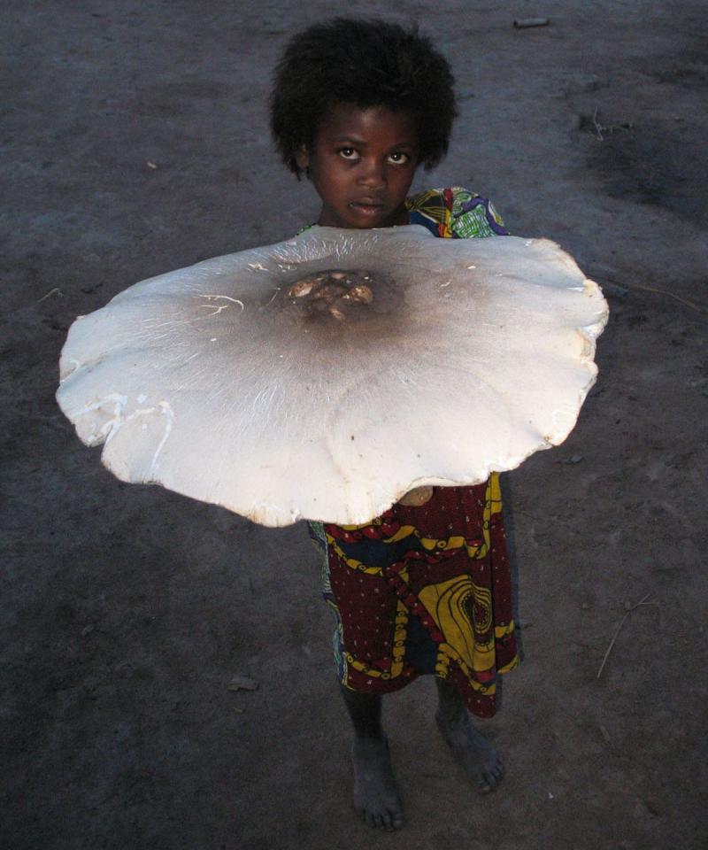 Самый большой съедобный гриб в мире