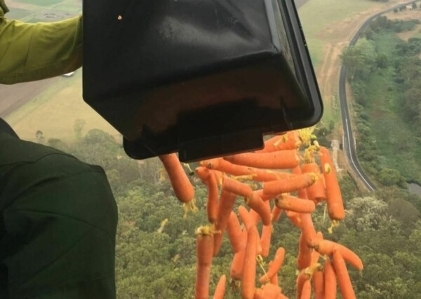 В Австралии с воздуха сбросили тысячи килограммов моркови, чтобы накормить пострадавших от пожаров животных