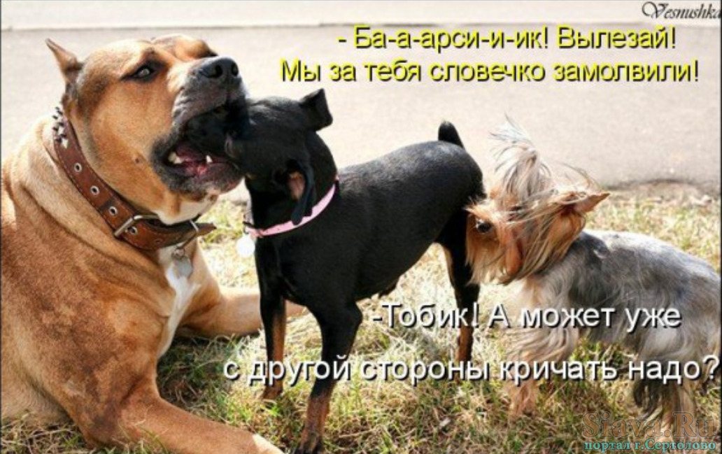 Забавные картинки с животными. Подборка zabavatut-ani-zabavatut-ani-44071026012021-0 картинка zabavatut-ani-44071026012021-0