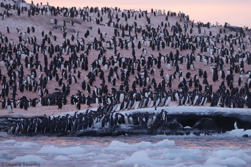 Возле украинской станции «Академик Вернадский» зафиксировали рекордное скопление пингвинов