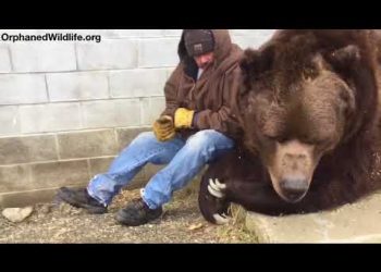 В Сети опубликовано видеопособие, как утешить медведя