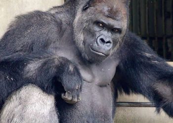 В японском зоопарке живет невероятно красивый самец гориллы