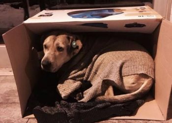 Как в Стамбуле помогают согреться бездомным животным