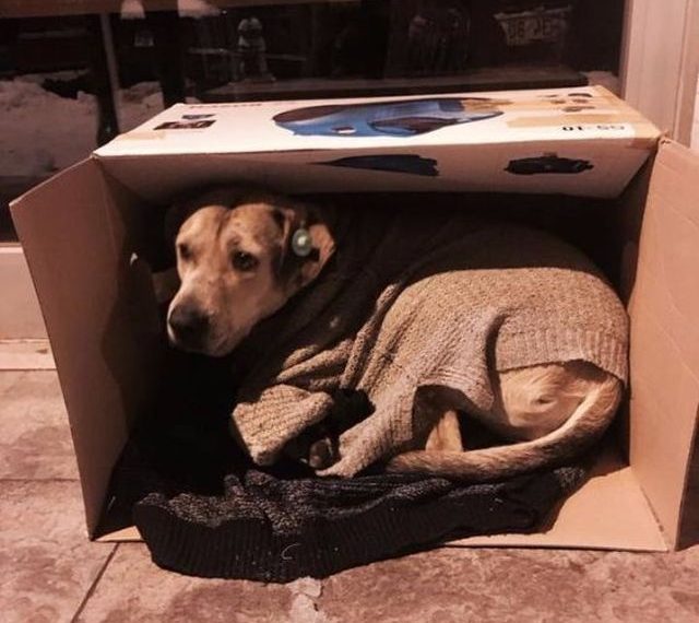 Как в Стамбуле помогают согреться бездомным животным