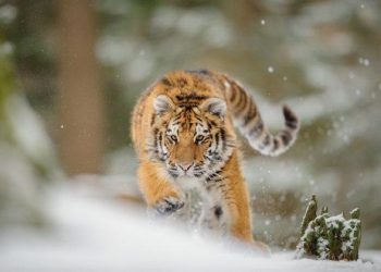 10 случаев, когда затаившие обиду животные стали мстить людям