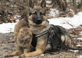 Удивительный кот Тоби, который профессионально бесит собак