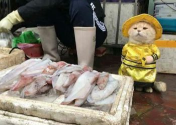 Пожалуй, самый очаровательный продавец рыбы во Вьетнаме, который покорил Интернет своими фотографиями