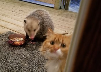 Кот выдал потрясающую реакцию, увидев, как воруют его корм (фото)