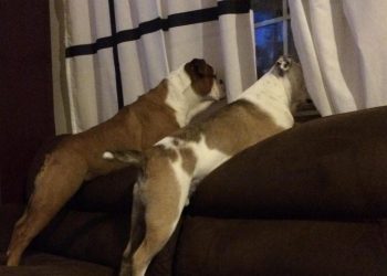 20 фотографий забавных пёсиков, вызывающих умиление и улыбку