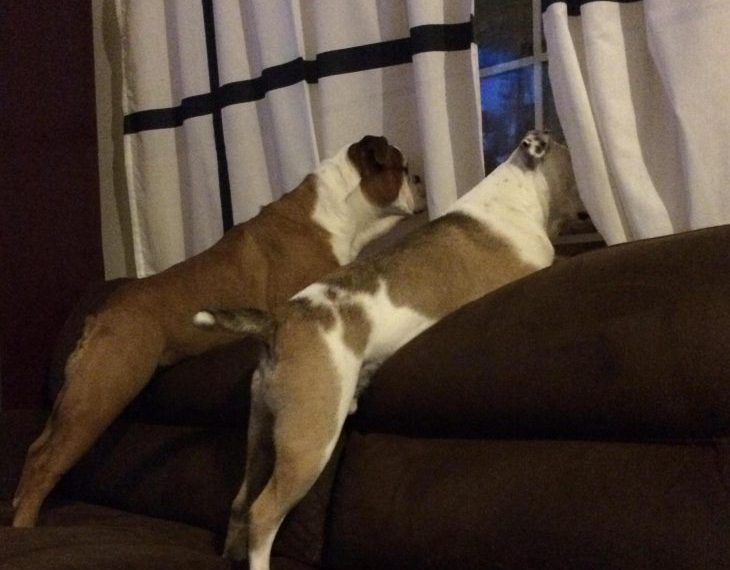 20 фотографий забавных пёсиков, вызывающих умиление и улыбку