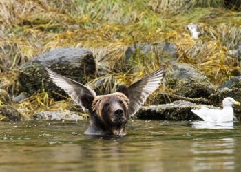 Глядя на эти фотографии диких животных, нельзя не улыбнуться