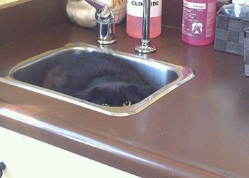 Эти коты твёрдо решили ни за что на свете не идти к ветеринару