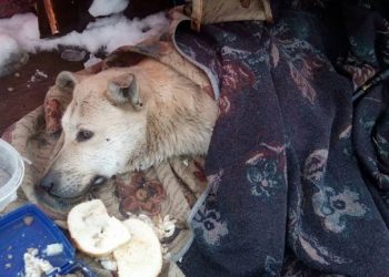 Раненая собака тихо умирала в парке…Люди шли мимо, но внезапно кто-то остановился рядом…