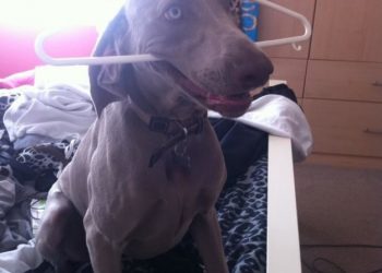 15 фотографий очень симпатичных, но глупеньких собачек