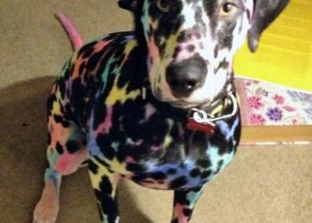 Эти фотографии убедят вас в том, что детей и питомцев нельзя надолго оставлять наедине!