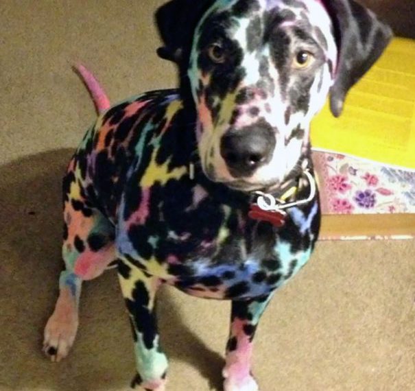 Эти фотографии убедят вас в том, что детей и питомцев нельзя надолго оставлять наедине!