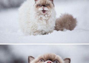 10 котов, достойных звания Короля драмы