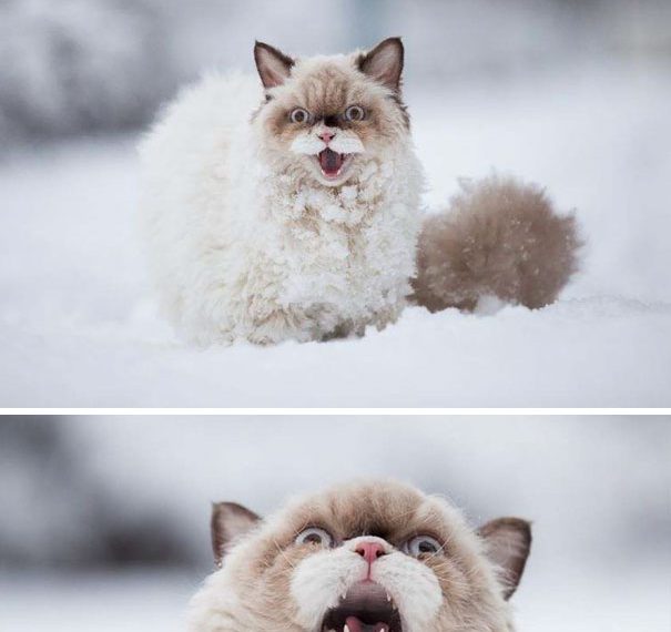 10 котов, достойных звания Короля драмы