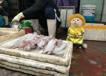 Мохнатый продавец рыбы