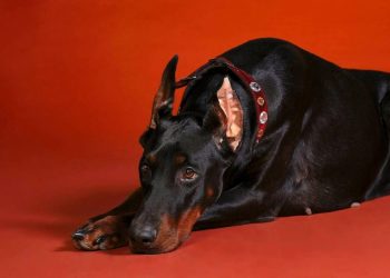 Протест собаки против хозяев однозначно вас удивит!