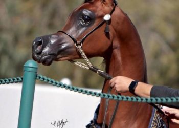 Эль Рей Магнум — первая лошадь, похожая на персонажа Disney