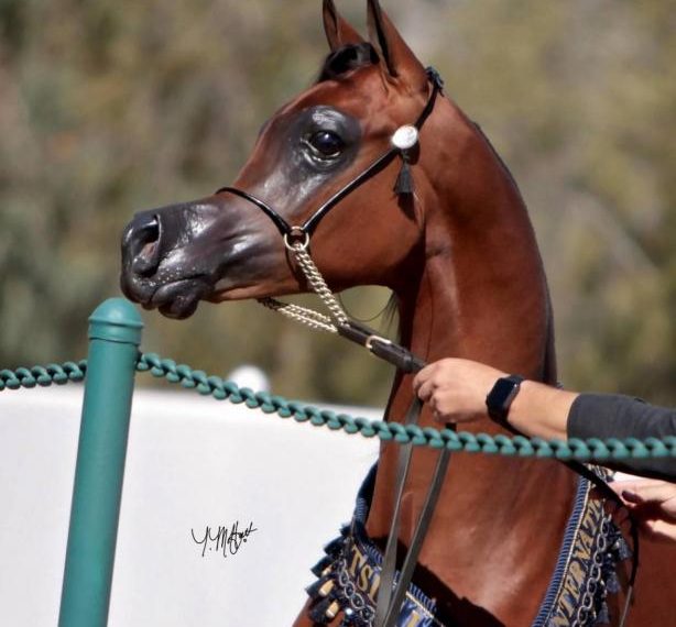 Эль Рей Магнум — первая лошадь, похожая на персонажа Disney
