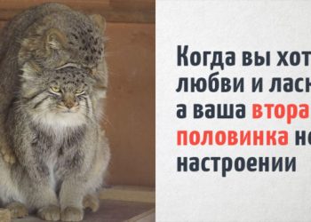 16 котиков, которые очень красноречиво отражают человеческие ощущения
