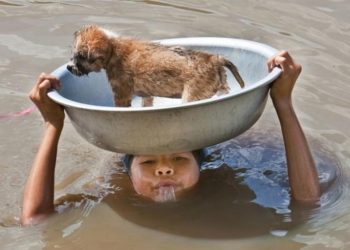 Сострадание и отвага: люди рискнули жизнью, чтобы спасти животных