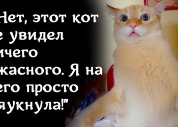 20 очень весёлых фотографий котов с забавными комментариями их владельцев