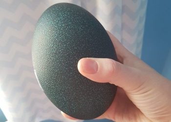 Девушка вывела птенца птицы эму (8 фото)