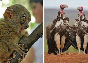 15 харизматичных животных, которые покорят вас одной своей фотографией