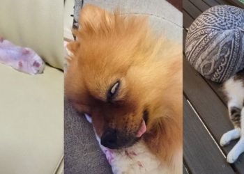 Животные, которые спят в самых забавных позах (22 фото)