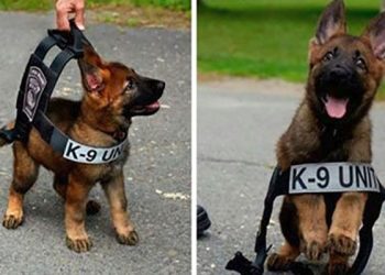Щенки служебных собак в свой первый день на работе