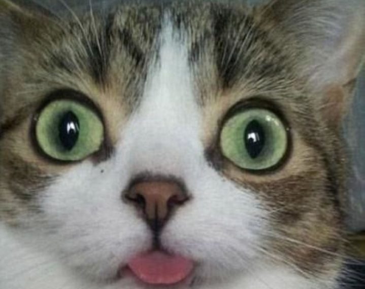 Даже котики не всегда идеально выглядят