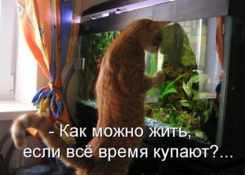 Забавные животные (50 фото)