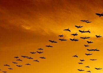 10 животных, которые умеют делать то, с чем человек справляется только при помощи технологий