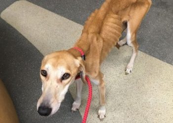 Спасенная собака набрала лишние килограммы (8 фото)