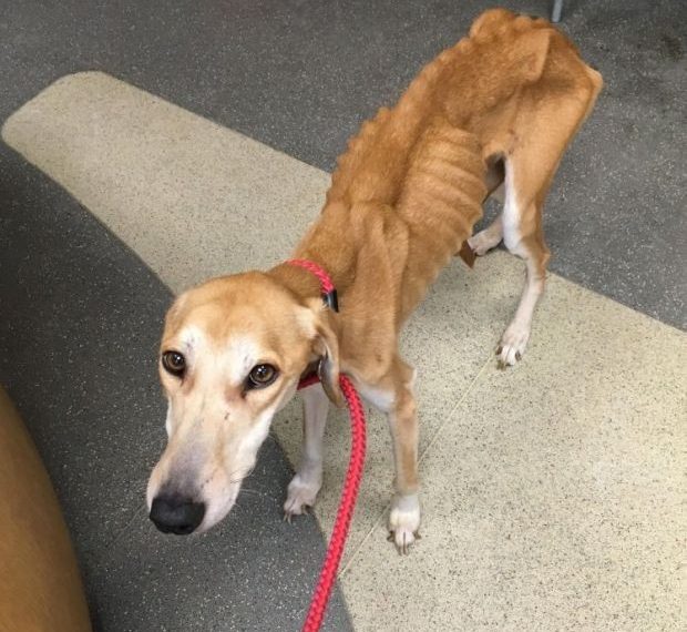Спасенная собака набрала лишние килограммы (8 фото)
