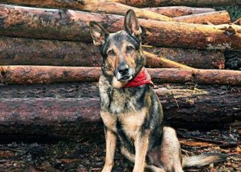 Бесстрашный полицейский пес (7 фото)