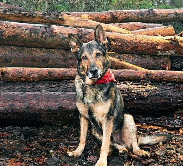 Бесстрашный полицейский пес (7 фото)