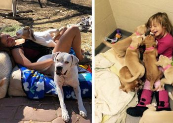 Волонтёры приютов для животных делятся забавными и милыми «рабочими моментами» и они сделает ваш день