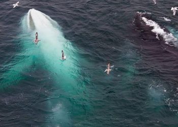 Животные-альбиносы (20 фото)