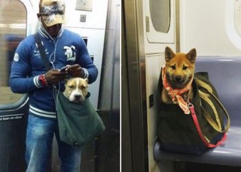 Как возят собак в метрополитене Нью-Йорка (13 фото)