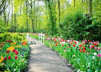 Угадай тюльпан