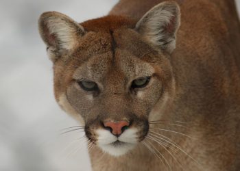 Восточная пума официально признана вымершей