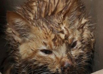 Милосердие как часть лечения (5 фото)