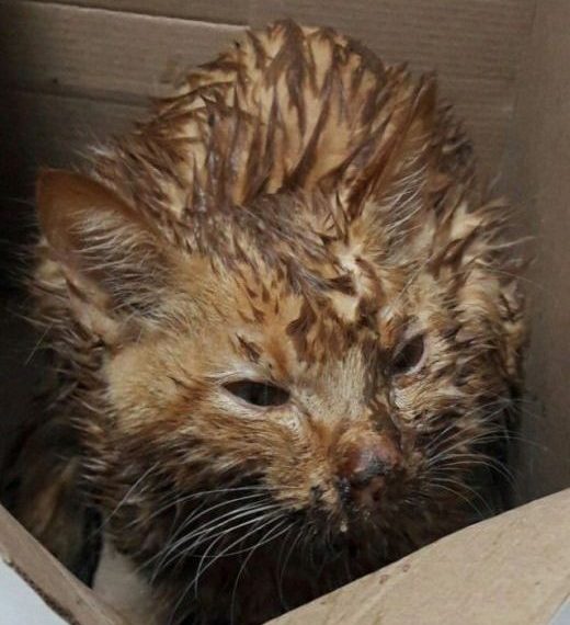 Милосердие как часть лечения (5 фото)